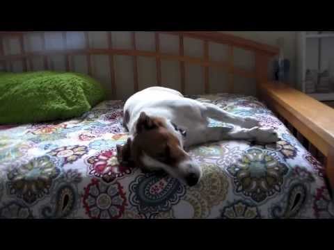 How to find a lost dog