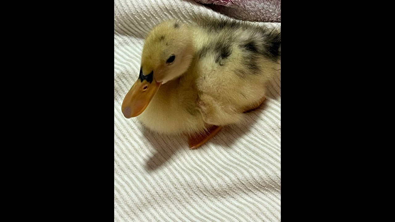 Cute Duck 
