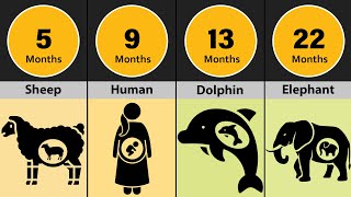 How Long Animals Stay Pregnant? Mind-Blowing Gestation Facts You Never Knew