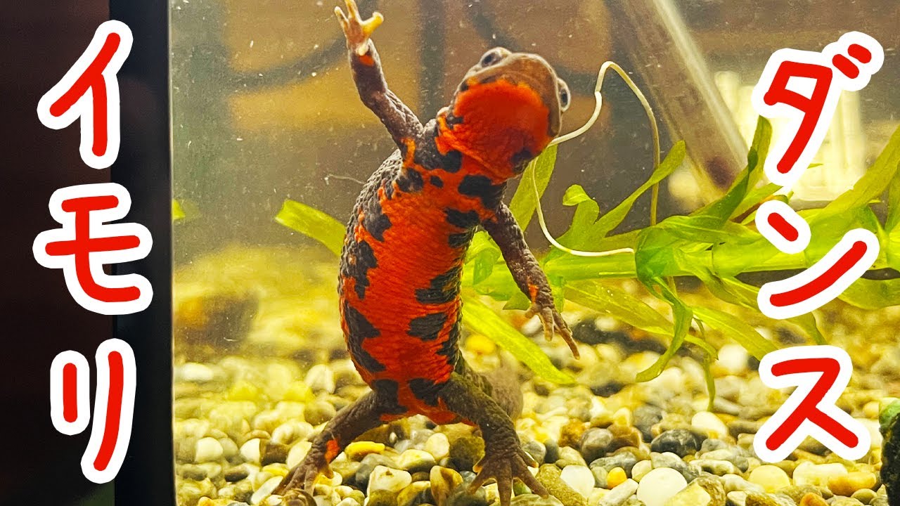 【飼育】イモリの観察 6/14 Observing the Japanese newt - YouTube