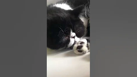 Watch the video about Exotic shorthair kitten sleeps and snores