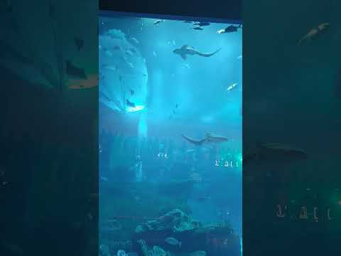 world large dubai aquarium Dubai mal
