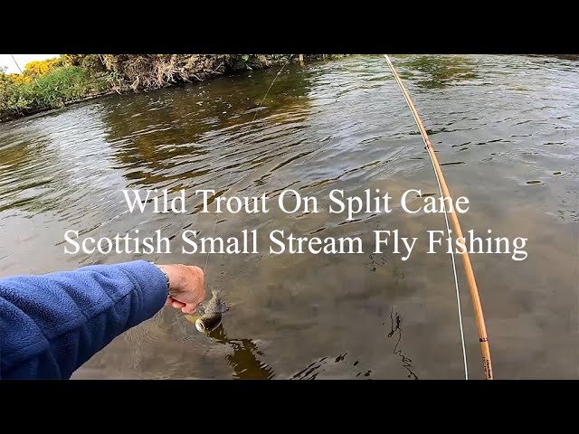 Catching Trout on 80+ Year old BAMBOO FLY ROD! 