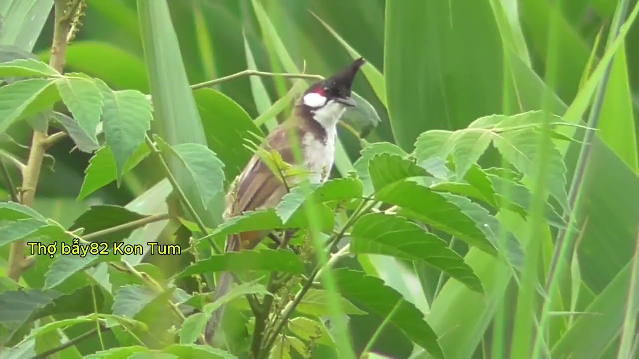 CHÀO MÀO BẪY ĐẤU KON TUM - GẶP ĐÀN MÁ TRẮNG VÂY CON MỒI