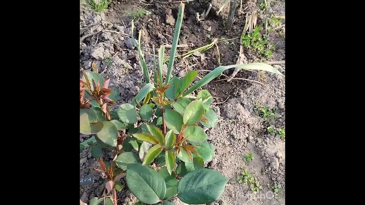 Чому відстають троянди в рості ? І інше...