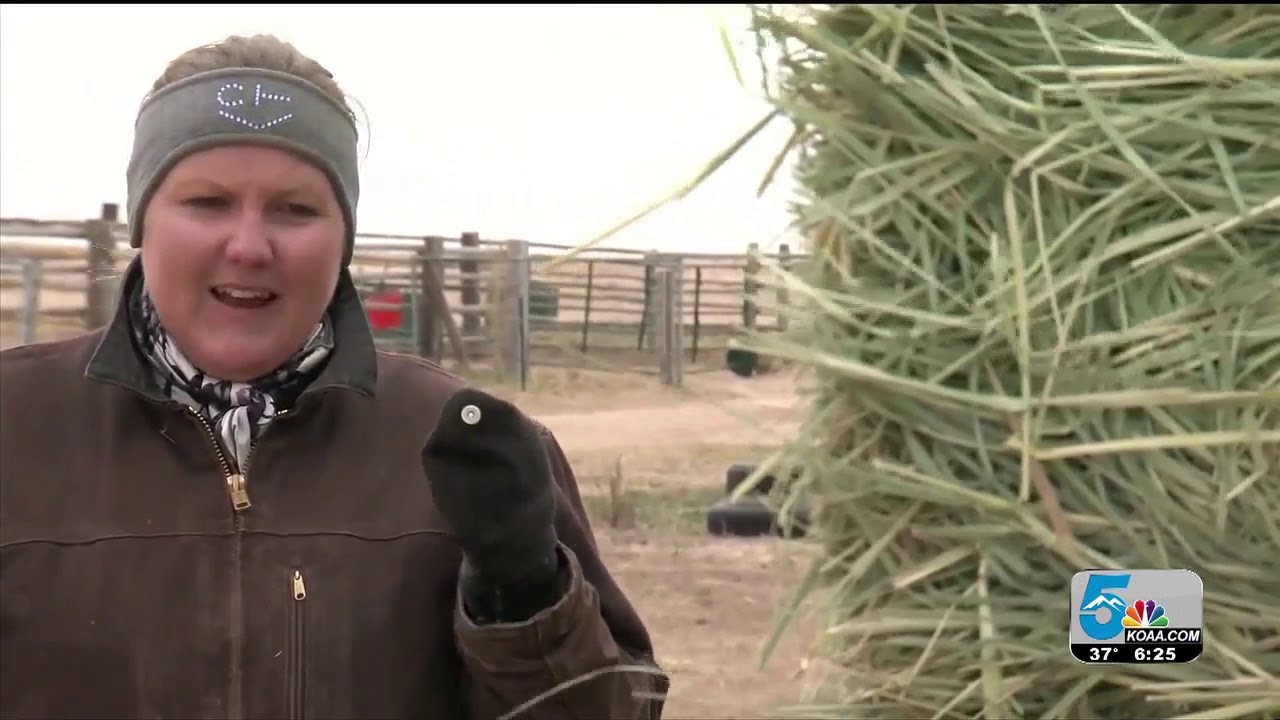 Horse Rescue Network helping those in need due to COVID19 YouTube