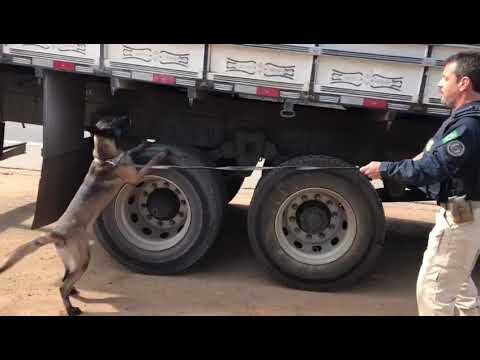 Cão da PRF fareja e encontra droga no caminhão