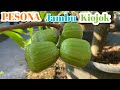 Pesona Jambu kiojok semi Tabulampot