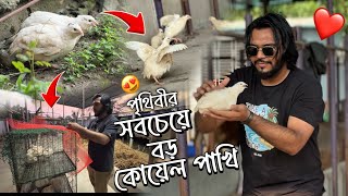 খামারে পালতে এনেছি ইওরোপের কটরনিক্স কোয়েল পাখি  😍❤️🐣