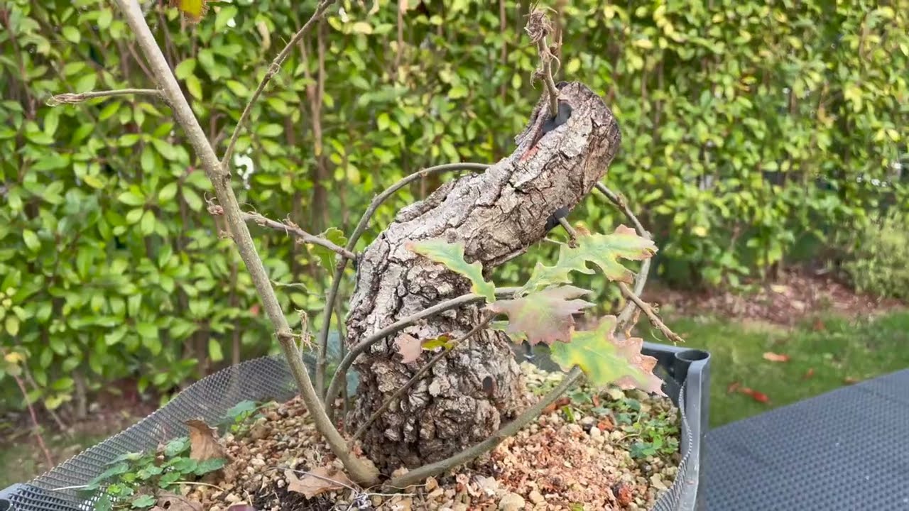 INNESTI A FORO PASSANTE SU PREBONSAI - Cerro yamadori e nuovo olmo