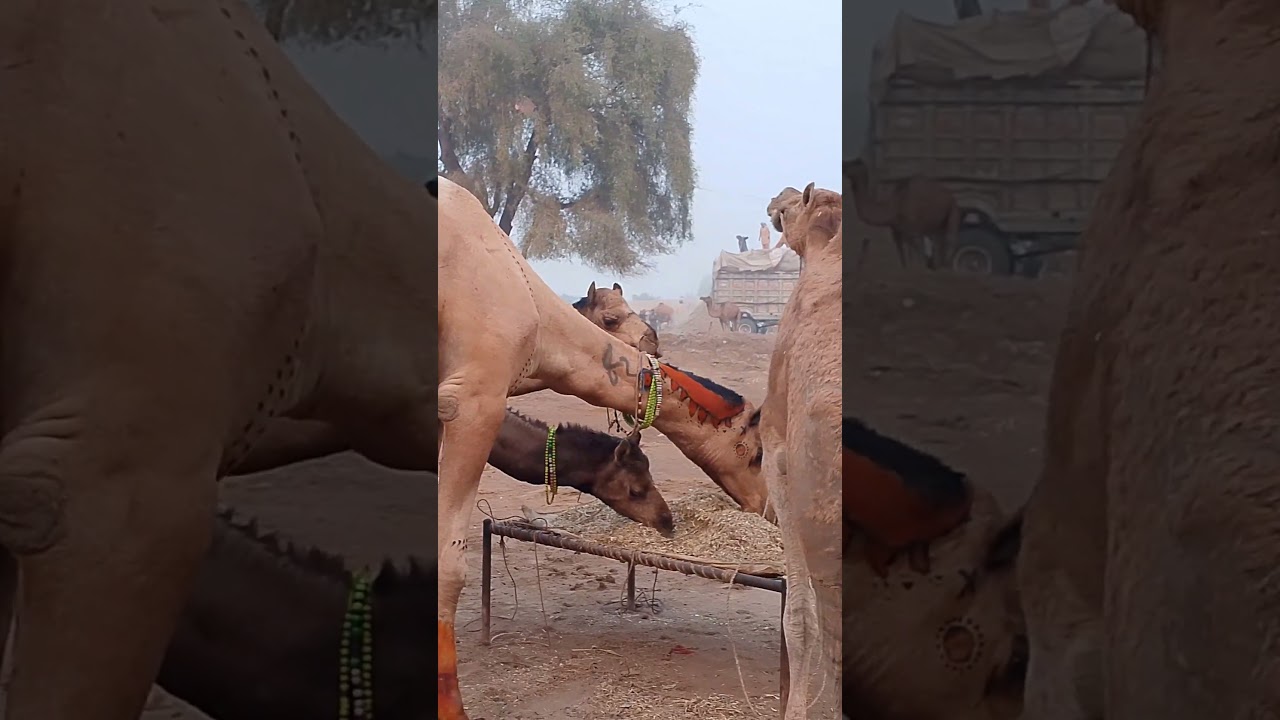 Camels are grazing in a group