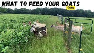 The Ultimate Guide to Feeding Goats | What do I feed my Goats?