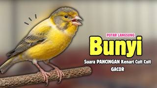 Kenari GACOR Panjang Suara PANCINGAN Kenari PAUD Belajar Bunyi Ngeriwik | Masteran Kenari Paud #708