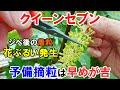 クイーンセブン ジベ後の着粒状況と花ぶるい&予備摘粒について解説