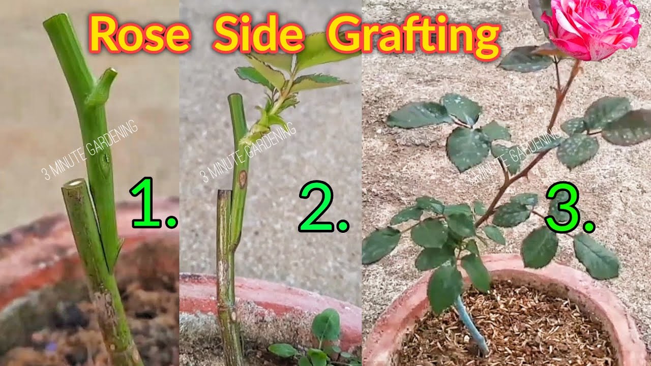 Easy Rose Plant Grafting in 3 Minutes | Gulaab Ki Grafting Kaise Kare 