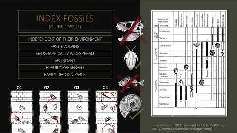 Biostratigraphy GEO132-1P