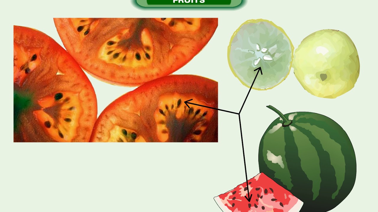 Parts of Plants Fruits YouTube