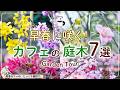 【庭木カタログ】早春に花を咲かせるカフェの庭木７選。ガーデンツアー!!