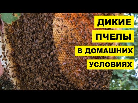 Разведение диких пчел в домашних условиях как бизнес идея | Пчеловодство | Дикие пчелы