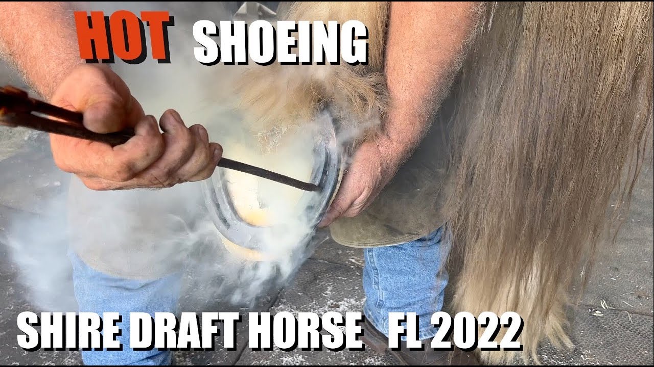 Hot Shoeing a Shire Draft Horse YouTube