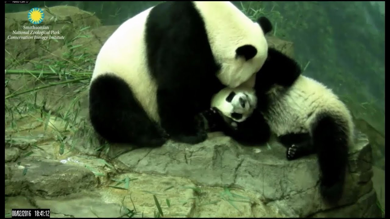 Bei Bei Panda Is Growing Up 8216 YouTube