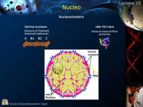 Video: Cosa separa il contenuto nucleare dal citoplasma?