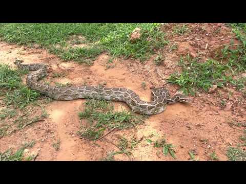 Indian rock python back to the forest #wildlife  #rescuesnake  #peta