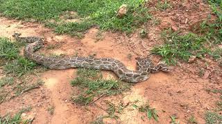 Indian rock python back to the forest #wildlife  #rescuesnake  #peta Net Worth