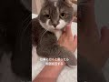 かわいいお手で行動を阻止する子猫 #猫のいる暮らし