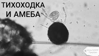 видео: ТИХОХОДКА и АМЁБА в капле весенней воды! картинка: ТИХОХОДКА и АМЁБА в капле весенней воды!