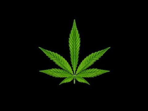 Patiesība par kaņepi (marihuānu) - Kanabinoīdu medicīna: Pēteris Apinis vs. Krišjānis Lange
