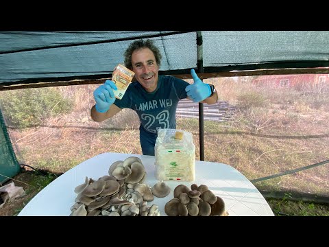 Video: Come Guadagnare Con I Funghi