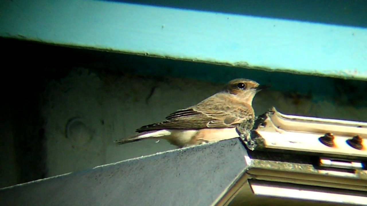 sam darnold PIED WHEATEAR 26/10/11