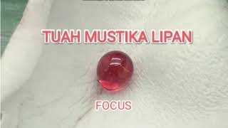 TUAH MUSTIKA LIPAN Part : || ( focus)