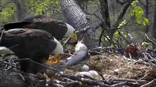 Bald Eagle feeding it's babies Momma Bald Eagle Feeds Her Eaglets