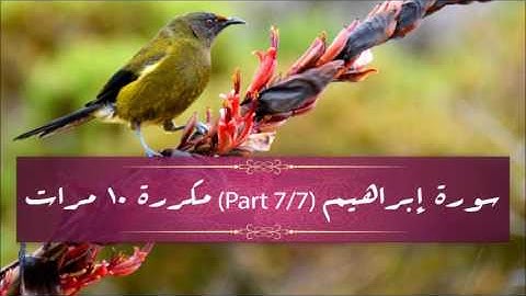 Surah Ibraheem (part 7/7) repeated 10 times - سورة ابراهيم (part 7/7) مكررة 10 مرات