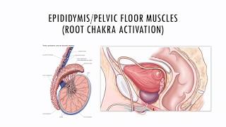NoFAP - The Spiritual Significance of 100 Days of Semen Retention. The Root Chakra Awakening.