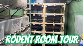 How I Breed My Rodents | Rat Room Tour & Breeding Setup
