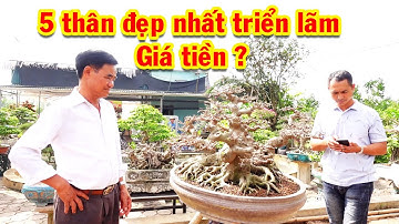 Triển lãm cây cảnh Yên Sở, gặp trực tiếp chủ cây để hỏi giá cây đẹp, sanh nam điền, si
