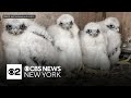 4 peregrine falcon chicks in New York need names. Here&#39;s how you can help pick them.