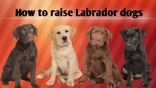 LABRADOR RETRIEVER - ALL About This Popular Breed / Caring for a Labrador Retriever / by Pet lovers 30 views 3 years ago 5 minutes, 26 seconds