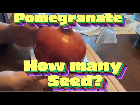 How many seeds in pomegranate let’s count #pomegranate