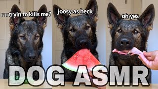 ASMR DOGGO RATES FOOD (Part 11)