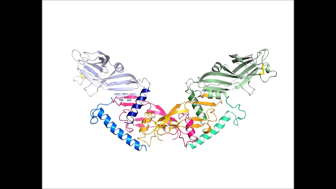 PNAS : Structure of bone morphogenetic protein 9 procomplex - YouTube