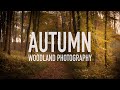 Autumn Woodland Photography