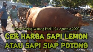 Cek Harga Sapi Lemon Siap Potong Pasar Pahing Winong Pati