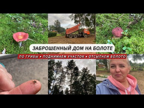 Заброшенный дом на болоте🏠 / По грибы🍄 / Поднимаем участок / Огород на целине / Строим дом