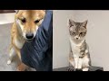 柴犬におしっこかけられ、猫はいつも通りやな