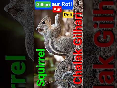Squirrel, Gilhari,Nature, Animals