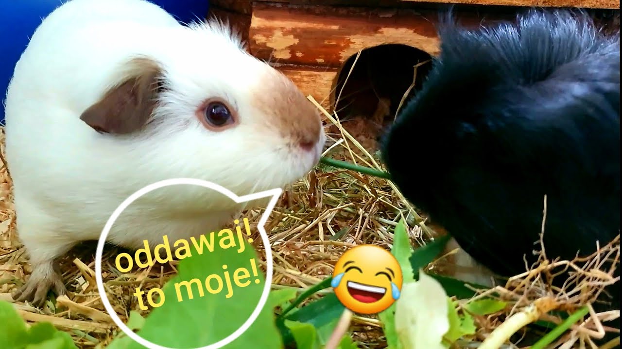 Świnki morskie jedzą trawę i sałatę 🐹🥬🐹 GUINEA PIGS - YouTube